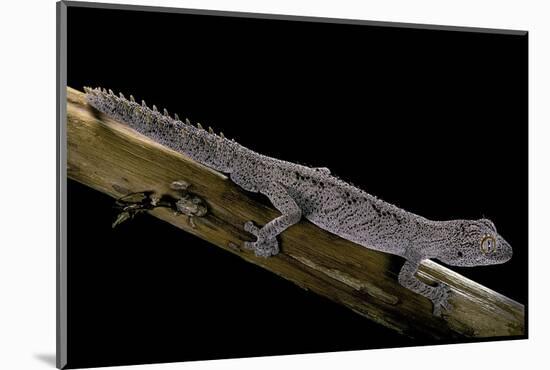 Diplodactylus Ciliaris (Western Spinytail Gecko)-Paul Starosta-Mounted Photographic Print