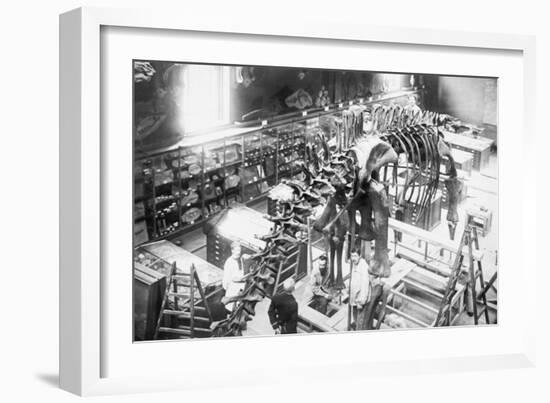 Diplodocus Dinosaur Being Assembled In Paris Museum-null-Framed Art Print