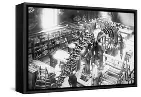 Diplodocus Dinosaur Being Assembled In Paris Museum-null-Framed Stretched Canvas