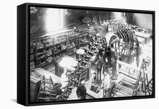 Diplodocus Dinosaur Being Assembled In Paris Museum-null-Framed Stretched Canvas