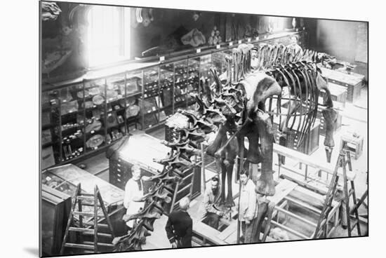 Diplodocus Dinosaur Being Assembled In Paris Museum-null-Mounted Art Print