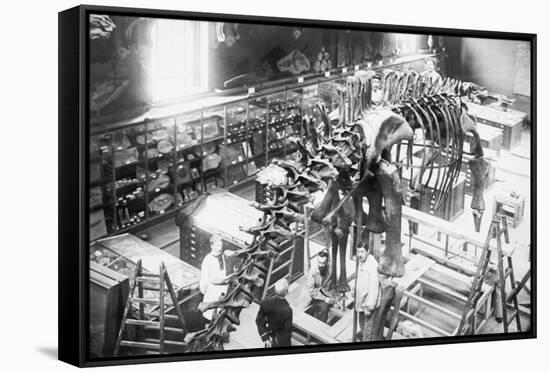 Diplodocus Dinosaur Being Assembled In Paris Museum-null-Framed Stretched Canvas