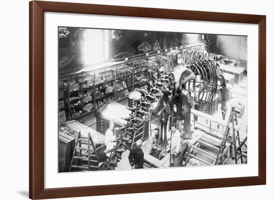 Diplodocus Dinosaur Being Assembled In Paris Museum-null-Framed Premium Giclee Print