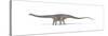 Diplodocus Dinosaur on White Background-null-Stretched Canvas