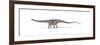 Diplodocus Dinosaur on White Background-null-Framed Premium Giclee Print