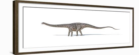 Diplodocus Dinosaur on White Background-null-Framed Premium Giclee Print