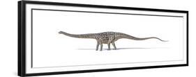 Diplodocus Dinosaur on White Background-null-Framed Premium Giclee Print