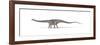 Diplodocus Dinosaur on White Background-null-Framed Art Print