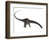 Diplodocus Dinosaur with Head Down-Stocktrek Images-Framed Art Print