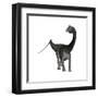 Diplodocus Dinosaur-Stocktrek Images-Framed Art Print