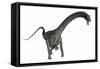 Diplodocus Dinosaur-Stocktrek Images-Framed Stretched Canvas