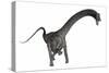 Diplodocus Dinosaur-Stocktrek Images-Stretched Canvas