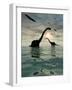 Diplodocus Dinosaurs Bathe in a Large Body of Water-Stocktrek Images-Framed Photographic Print