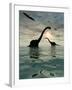 Diplodocus Dinosaurs Bathe in a Large Body of Water-Stocktrek Images-Framed Photographic Print