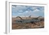 Diplodocus Dinosaurs Caught in a Deadly Mud Pit During a Drought-Stocktrek Images-Framed Art Print