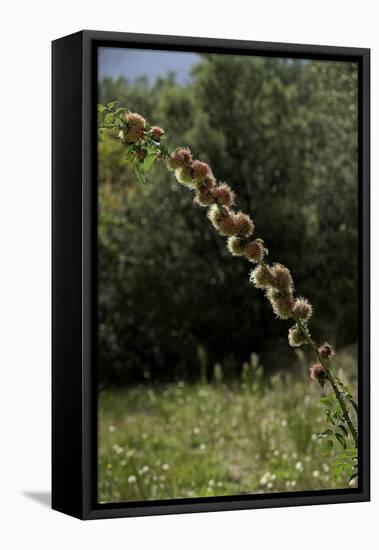 Diplolepis Rosae (Mossy Rose Gall Wasp) - Rose Bedeguar Gall-Paul Starosta-Framed Stretched Canvas