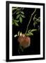 Diplolepis Rosae (Mossy Rose Gall Wasp) - Rose Bedeguar Gall-Paul Starosta-Framed Premium Photographic Print