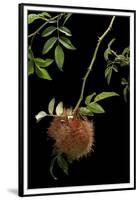 Diplolepis Rosae (Mossy Rose Gall Wasp) - Rose Bedeguar Gall-Paul Starosta-Framed Premium Photographic Print