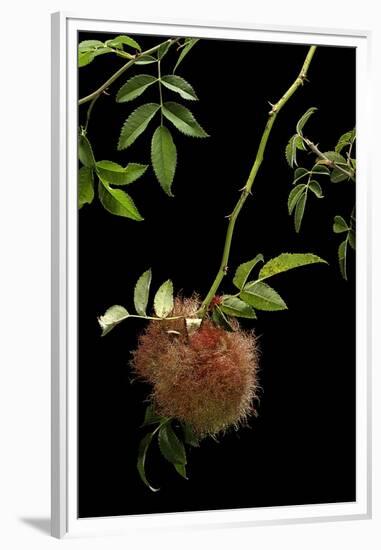 Diplolepis Rosae (Mossy Rose Gall Wasp) - Rose Bedeguar Gall-Paul Starosta-Framed Premium Photographic Print