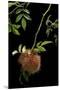 Diplolepis Rosae (Mossy Rose Gall Wasp) - Rose Bedeguar Gall-Paul Starosta-Mounted Premium Photographic Print