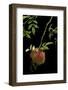 Diplolepis Rosae (Mossy Rose Gall Wasp) - Rose Bedeguar Gall-Paul Starosta-Framed Photographic Print