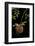 Diplolepis Rosae (Mossy Rose Gall Wasp) - Rose Bedeguar Gall-Paul Starosta-Framed Photographic Print