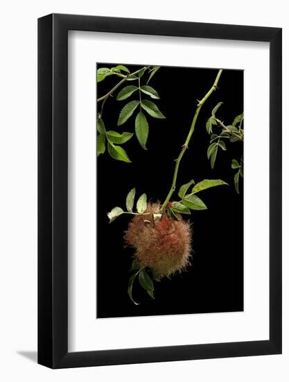 Diplolepis Rosae (Mossy Rose Gall Wasp) - Rose Bedeguar Gall-Paul Starosta-Framed Photographic Print