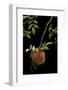 Diplolepis Rosae (Mossy Rose Gall Wasp) - Rose Bedeguar Gall-Paul Starosta-Framed Photographic Print