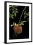 Diplolepis Rosae (Mossy Rose Gall Wasp) - Rose Bedeguar Gall-Paul Starosta-Framed Photographic Print