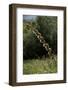 Diplolepis Rosae (Mossy Rose Gall Wasp) - Rose Bedeguar Gall-Paul Starosta-Framed Photographic Print