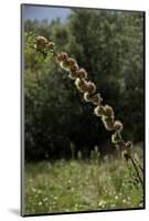 Diplolepis Rosae (Mossy Rose Gall Wasp) - Rose Bedeguar Gall-Paul Starosta-Mounted Photographic Print