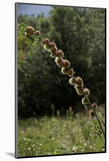 Diplolepis Rosae (Mossy Rose Gall Wasp) - Rose Bedeguar Gall-Paul Starosta-Mounted Photographic Print