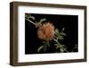 Diplolepis Rosae (Mossy Rose Gall Wasp) - Rose Bedeguar Gall-Paul Starosta-Framed Photographic Print