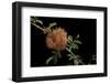 Diplolepis Rosae (Mossy Rose Gall Wasp) - Rose Bedeguar Gall-Paul Starosta-Framed Photographic Print