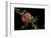 Diplolepis Rosae (Mossy Rose Gall Wasp) - Rose Bedeguar Gall-Paul Starosta-Framed Photographic Print