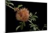 Diplolepis Rosae (Mossy Rose Gall Wasp) - Rose Bedeguar Gall-Paul Starosta-Mounted Photographic Print