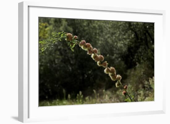 Diplolepis Rosae (Mossy Rose Gall Wasp) - Rose Bedeguar Gall-Paul Starosta-Framed Photographic Print