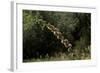 Diplolepis Rosae (Mossy Rose Gall Wasp) - Rose Bedeguar Gall-Paul Starosta-Framed Photographic Print