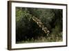 Diplolepis Rosae (Mossy Rose Gall Wasp) - Rose Bedeguar Gall-Paul Starosta-Framed Photographic Print