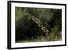 Diplolepis Rosae (Mossy Rose Gall Wasp) - Rose Bedeguar Gall-Paul Starosta-Framed Photographic Print