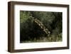 Diplolepis Rosae (Mossy Rose Gall Wasp) - Rose Bedeguar Gall-Paul Starosta-Framed Photographic Print