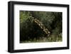 Diplolepis Rosae (Mossy Rose Gall Wasp) - Rose Bedeguar Gall-Paul Starosta-Framed Photographic Print