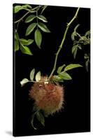 Diplolepis Rosae (Mossy Rose Gall Wasp) - Rose Bedeguar Gall-Paul Starosta-Stretched Canvas