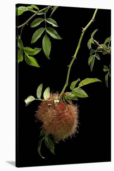 Diplolepis Rosae (Mossy Rose Gall Wasp) - Rose Bedeguar Gall-Paul Starosta-Stretched Canvas