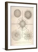 Diplosphaera Gracilis, Arachnosphaera, and Aulosphaera-Ernst Haeckel-Framed Art Print