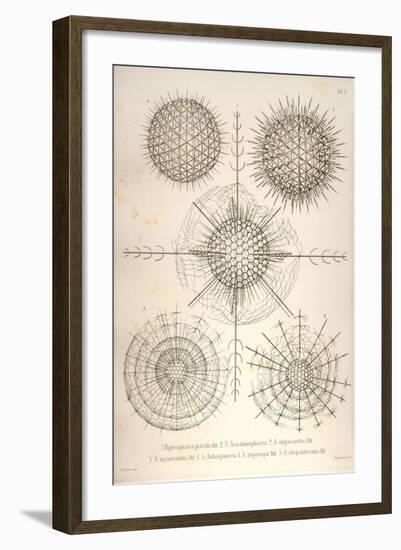 Diplosphaera Gracilis, Arachnosphaera, and Aulosphaera-Ernst Haeckel-Framed Art Print