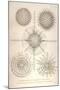 Diplosphaera Gracilis, Arachnosphaera, and Aulosphaera-Ernst Haeckel-Mounted Art Print