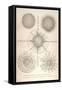 Diplosphaera Gracilis, Arachnosphaera, and Aulosphaera-Ernst Haeckel-Framed Stretched Canvas