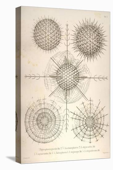 Diplosphaera Gracilis, Arachnosphaera, and Aulosphaera-Ernst Haeckel-Stretched Canvas