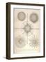 Diplosphaera Gracilis, Arachnosphaera, and Aulosphaera-Ernst Haeckel-Framed Art Print